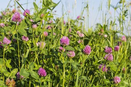 Red Clover Overseeding