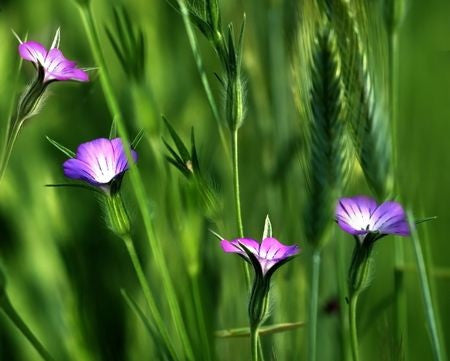 Cornfield Annuals - Flora 1