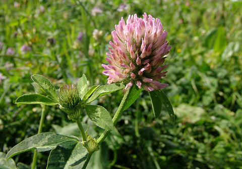 BGM 1 Red Clover & Cocksfoot