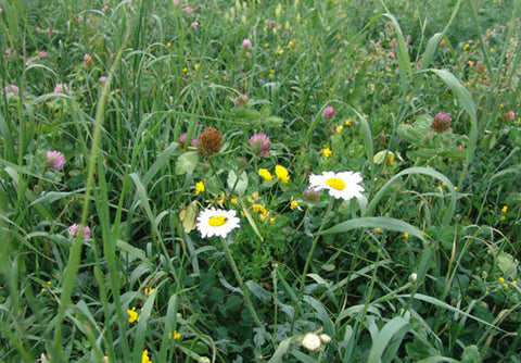 BGM 4 with Wild Flowers & Fine Grasses