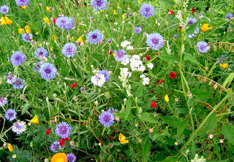 Wildflower Non Native Flora 10