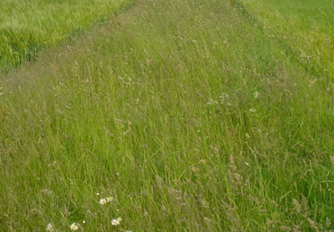 Species Rich Grass