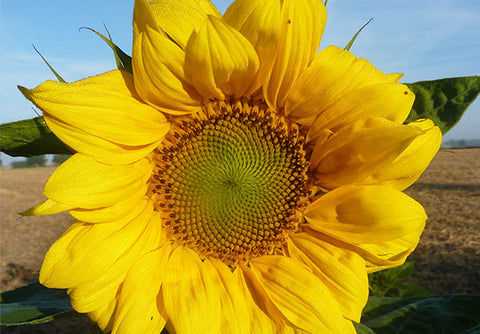 Sunflower Standard